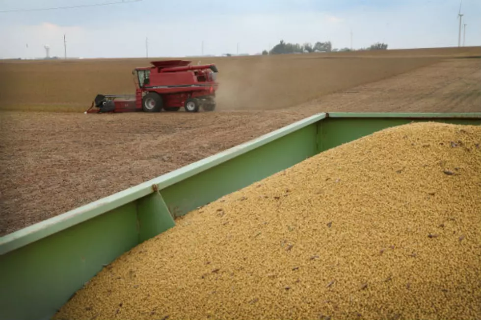 Dakotas Producing Good Sized Soybean, Wheat Crops