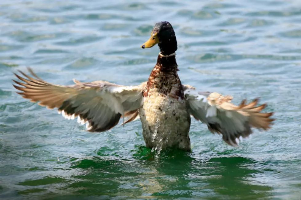North Dakota Wetland Conditions Good for Duck Hunting