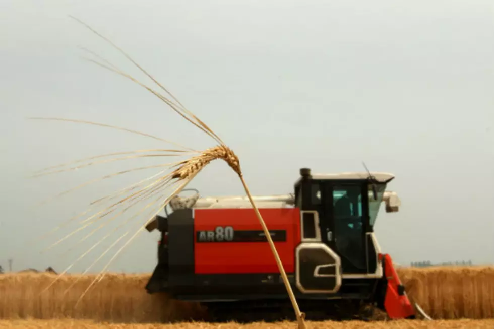 North Dakota Wheat Production Up 29 Percent
