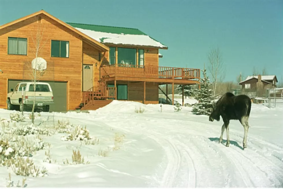 North Dakota Moose, Elk Applications Due This Week