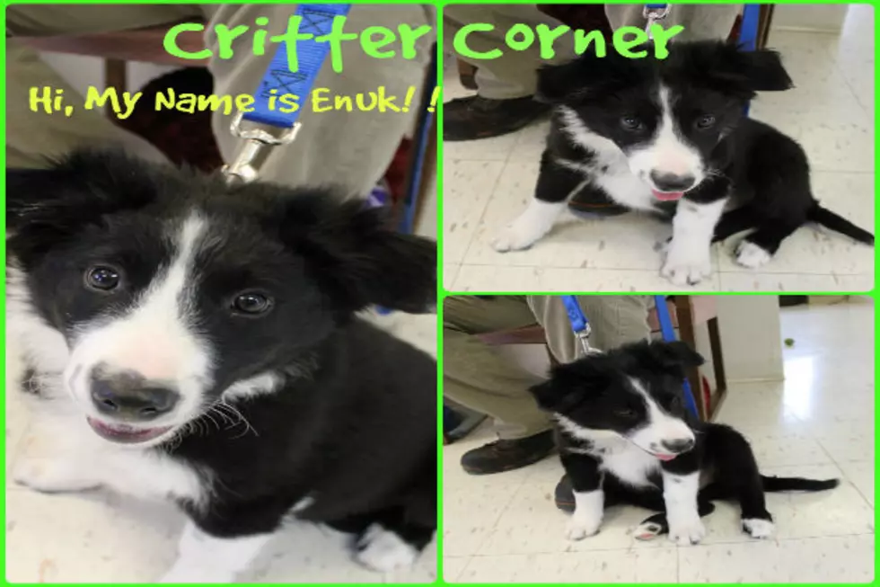 Critter Corner Presents a Border Collie Pup!  [VIDEO]
