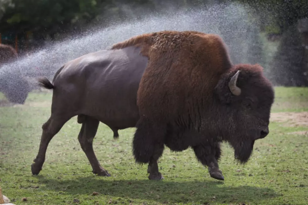 Buffalo Herd Rounded Up in Arkansas