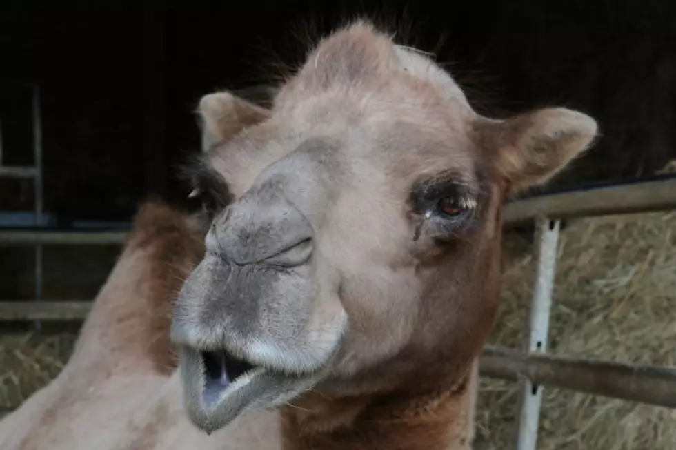 Dakota Zoo Welcomes New Baby Camel