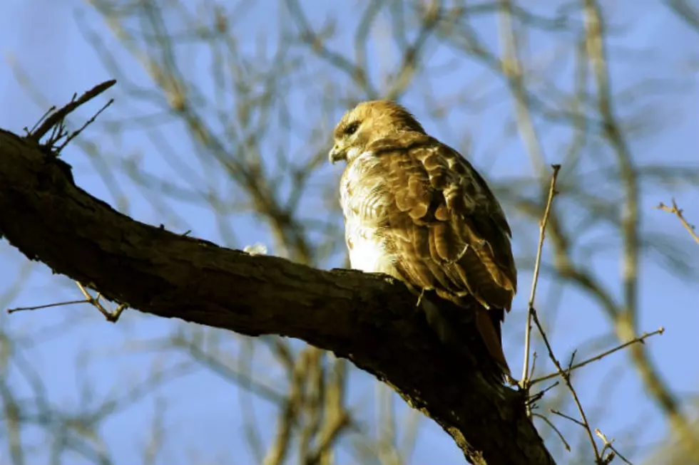 Bird Flu Found in Hawk In Western Minnesota