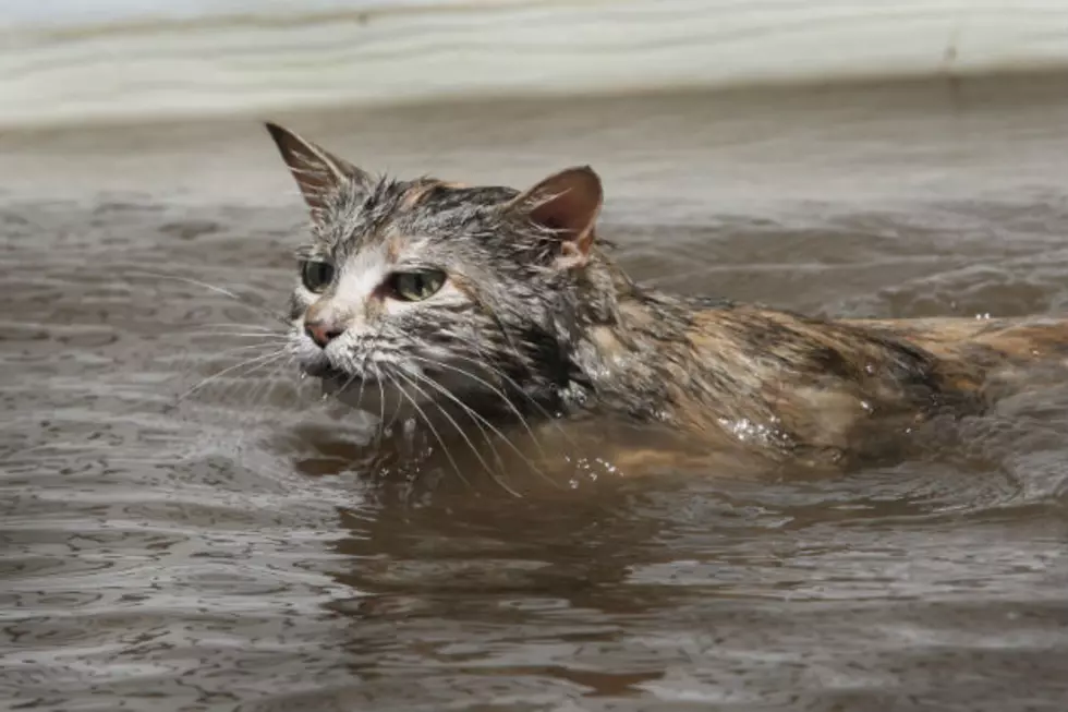 Dunked Cat Rescued From River; Dunker Fined