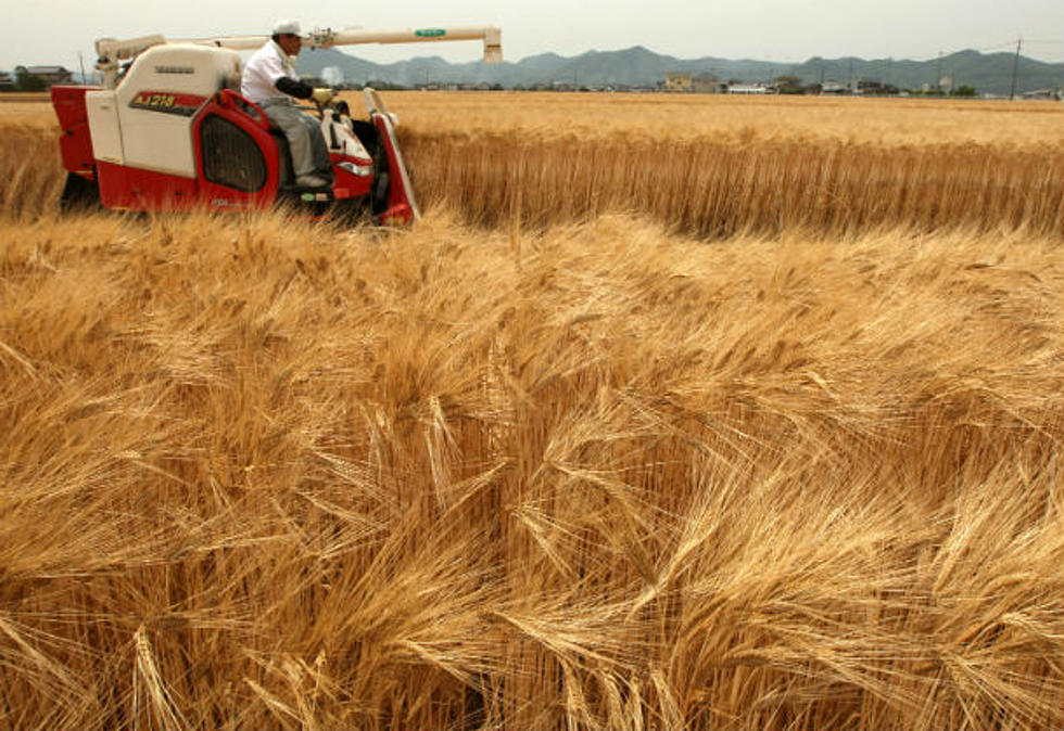 North Dakota Spring Wheat Crop About Equal to 2014