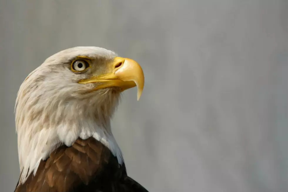 Wisconsin Woman Helps Bald Eagle Eagle She Struck With SUV