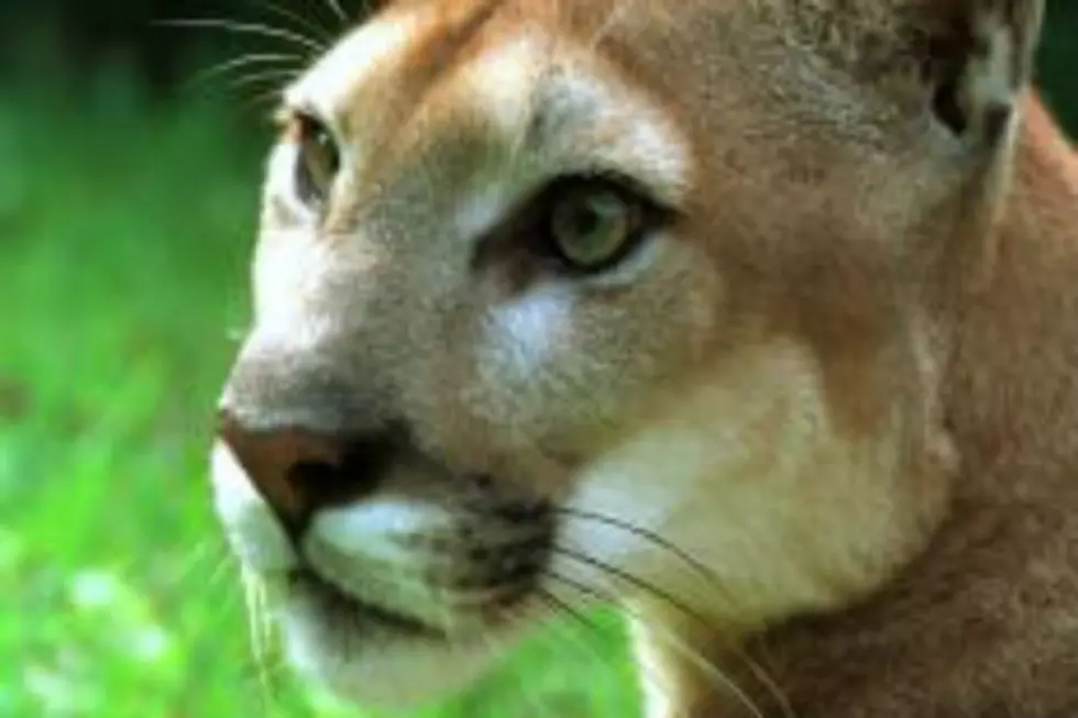 Mountain Lion Found In Kentucky Apparently From&#8230;South Dakota?