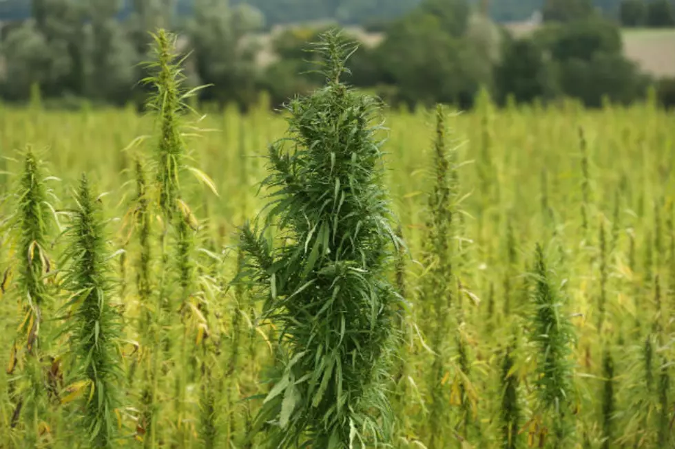 Hemp Legally Harvested in Minnesota For Research