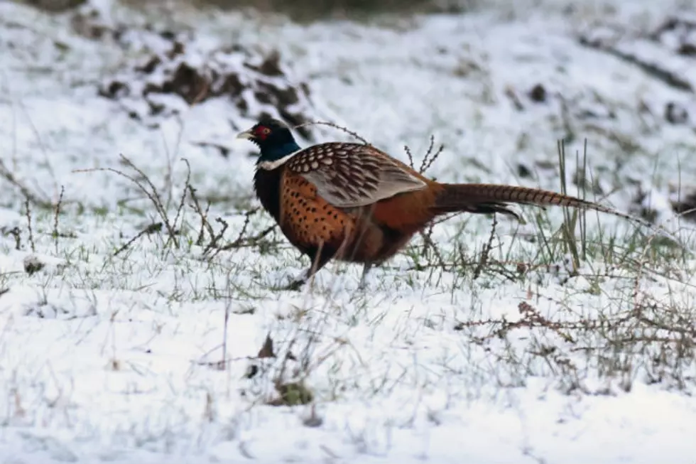 The Upcoming Pheasant Season In ND.  Something To Crow About?