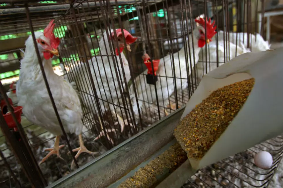 Controversial South Dakota Chicken Mega-Farm Closer to Reality