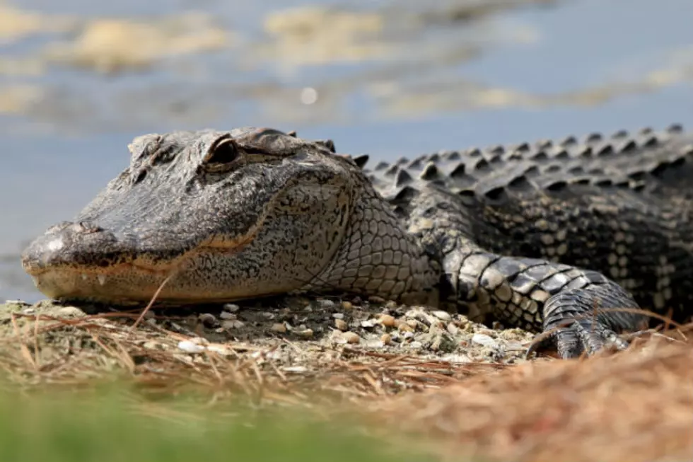Selfie With An Alligator – What Could Possibly Go Wrong?