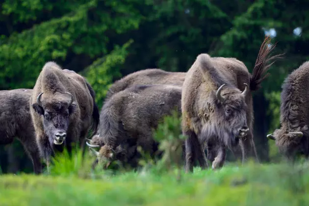 The American Bison is Officially the National Mammal