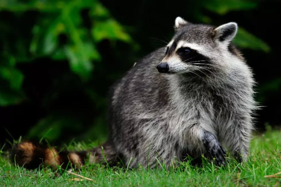 Burglary Suspect? Raccoon…