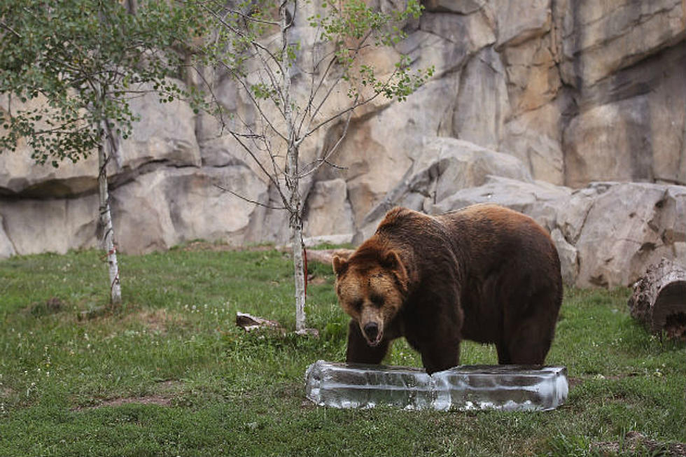 Minot Man Breaks Into Zoo, Taunts Bear; Bear Attacks Man