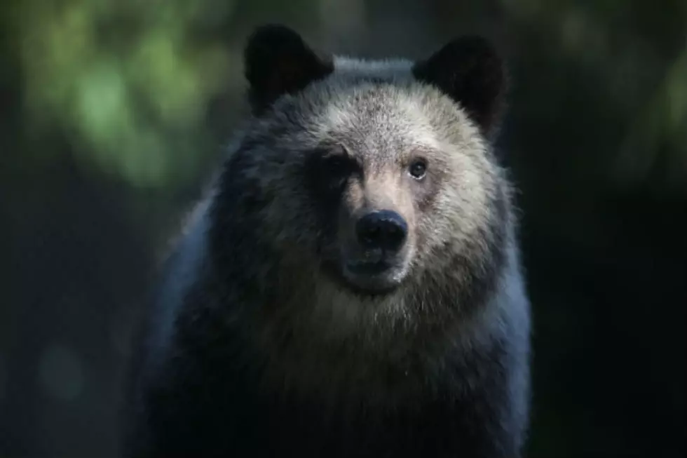Bear On the Loose In Florida Neighborhood