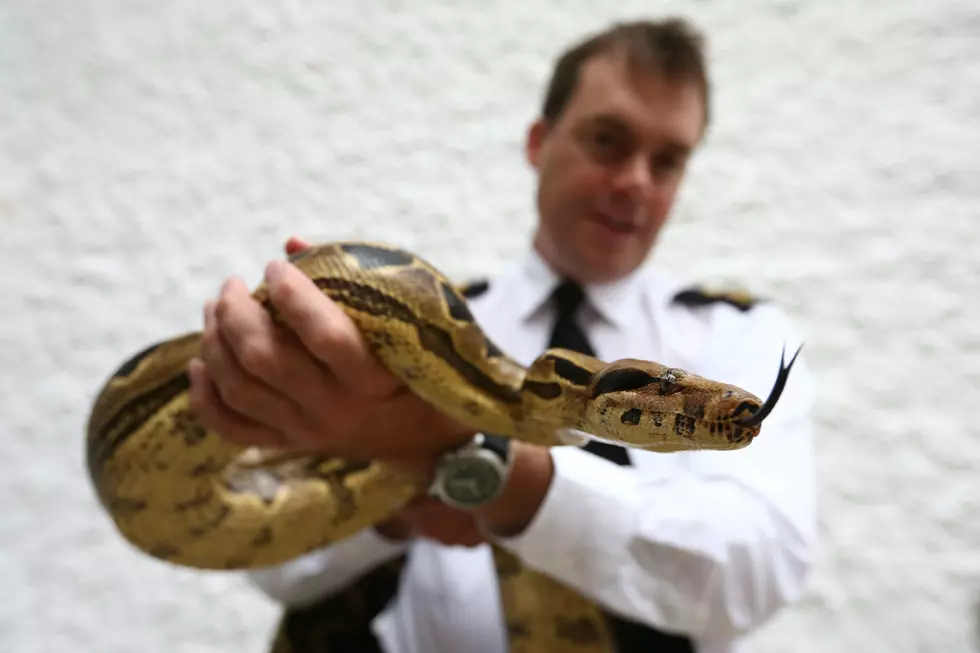 Giant Snake Found in Grand Forks County, Taken To Shelter