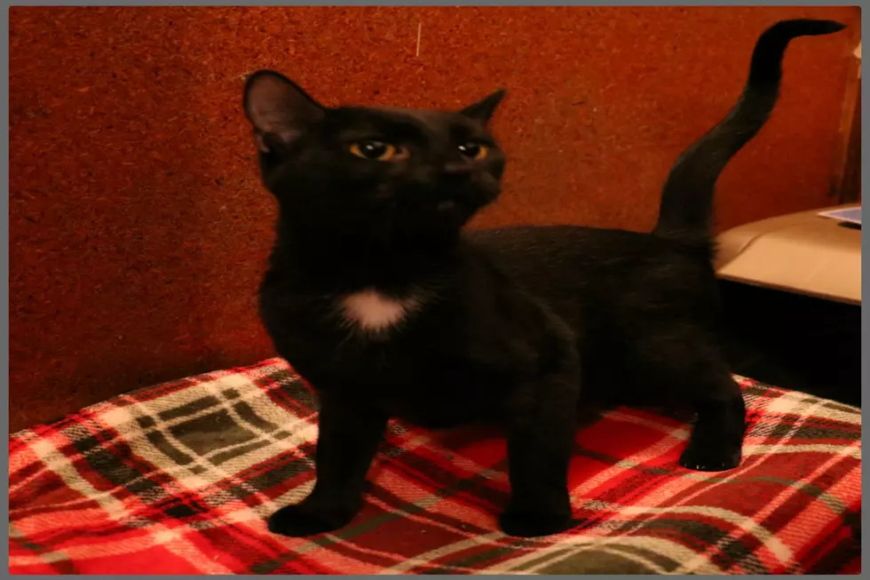 Meet Paris the Black Cat in Critter Corner