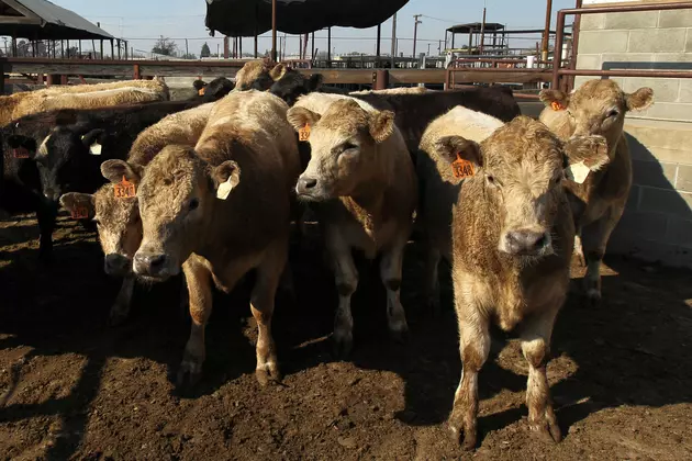 Dry Conditions are Forcing Cattlemen To Sell Cattle