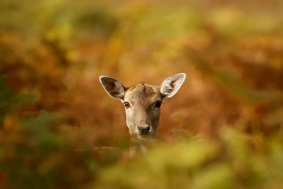 Oh Bambi!
