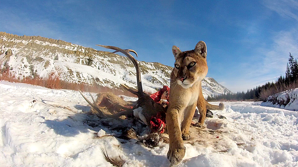 Pheasant Hunter Stops A Mountain Lion Attack At Close Range