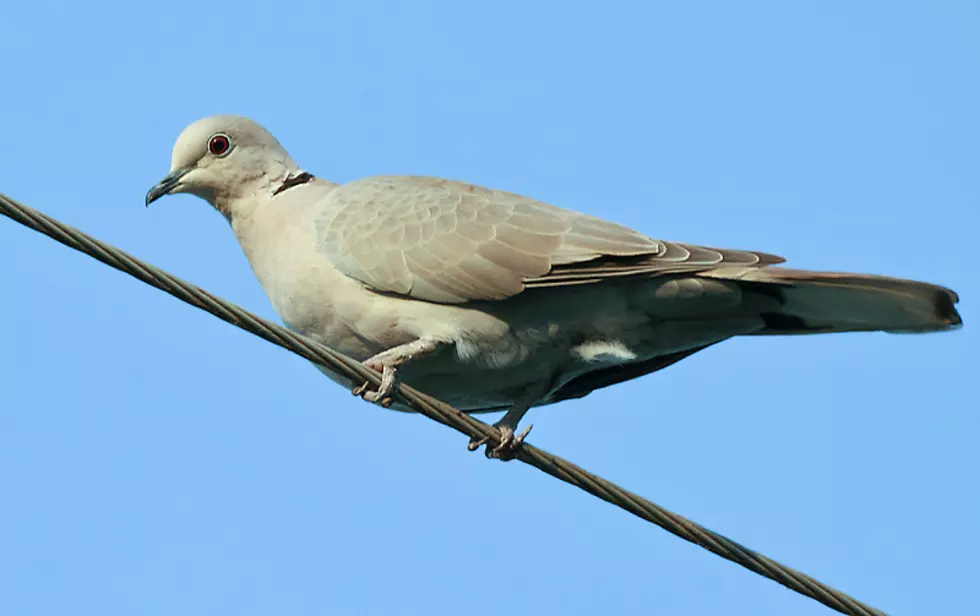 Virus Killing Doves In Bismarck Area