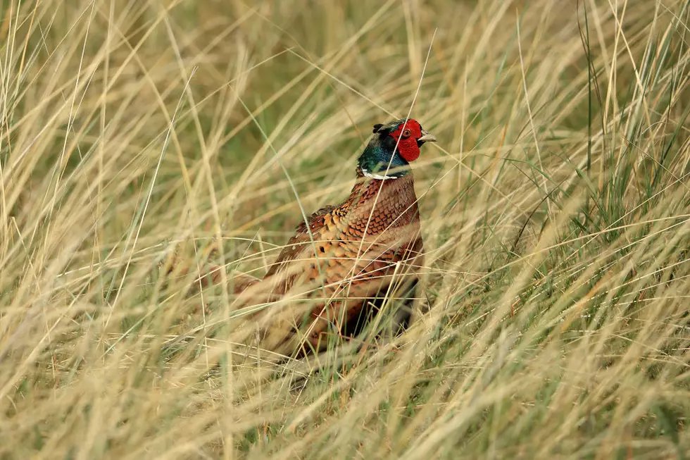 Officials Warn Of Fire Danger For Opening Pheasant Season
