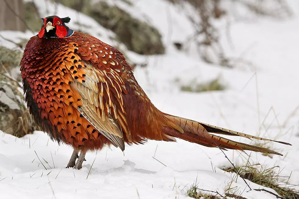 Pheasant Crowing Counts Up Statewide