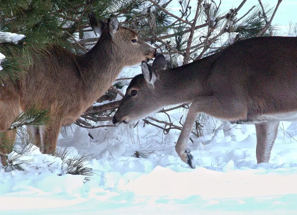 Got Venison?  Over 6,000 Deer Licenses Remain In ND