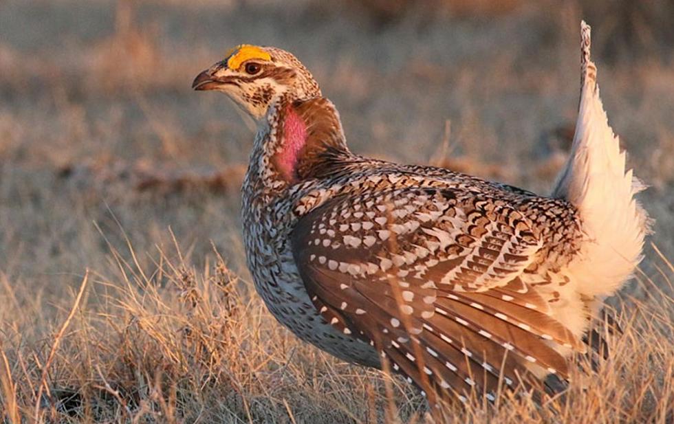 Unleashing North Dakota's Brilliant Upland Game Birds 