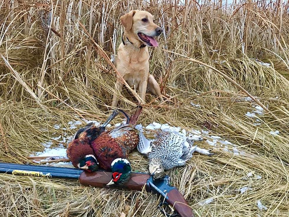 Something To Crow About?  The ND Pheasant & Upland Game Outlook
