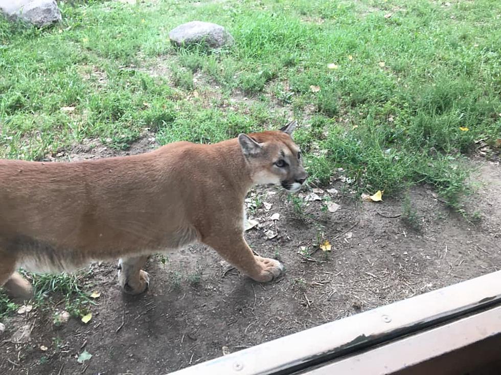 We Have An Active Cougar Situation In Bismarck Right Now