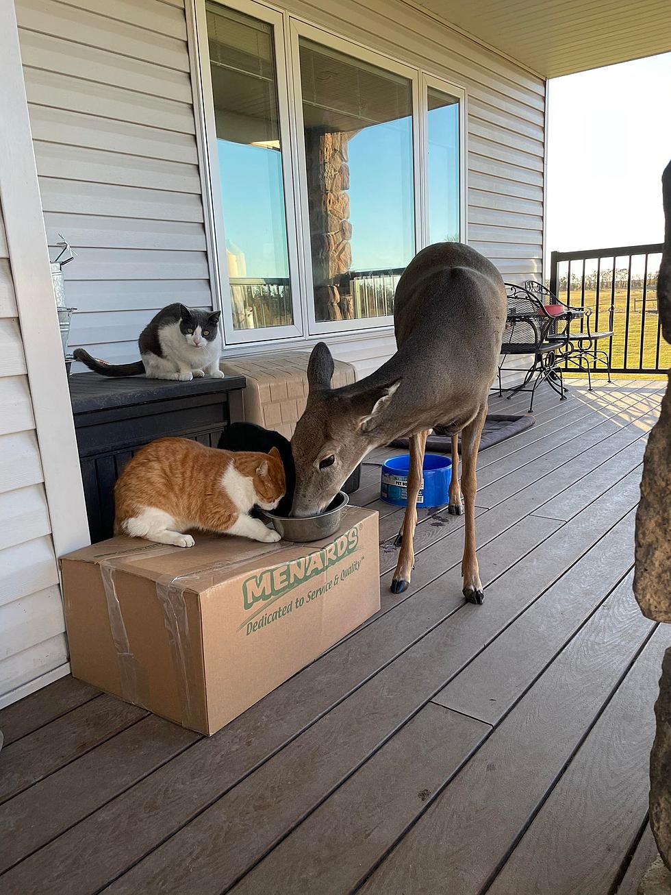 Bismarck&#8217;s Beloved Deer &#8220;Jonnie&#8221; Has Not Been Seen In A Month