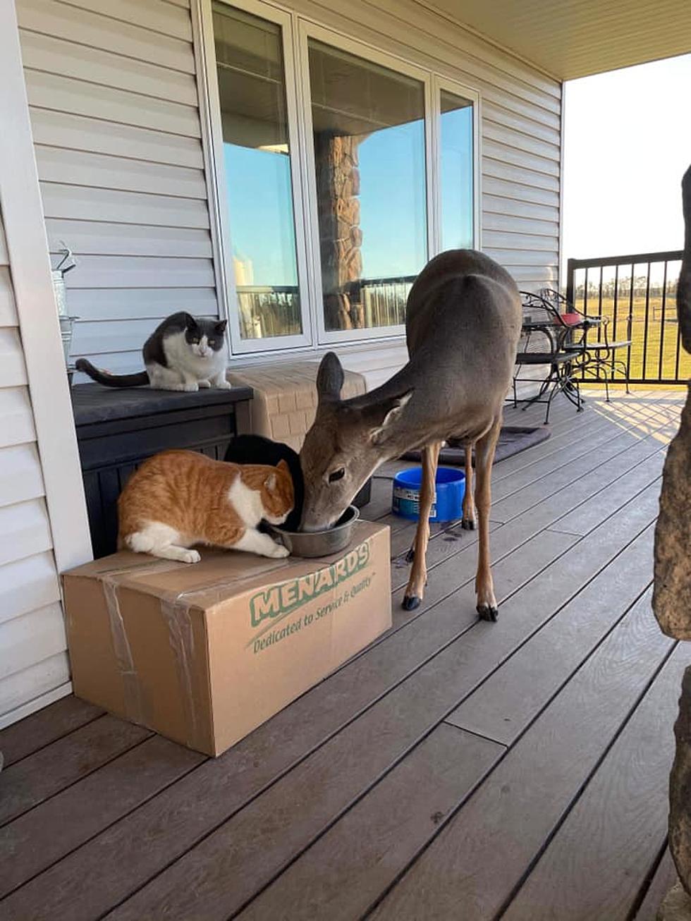 The Bismarck Area’s Favorite Deer “Jonnie” Is Alive