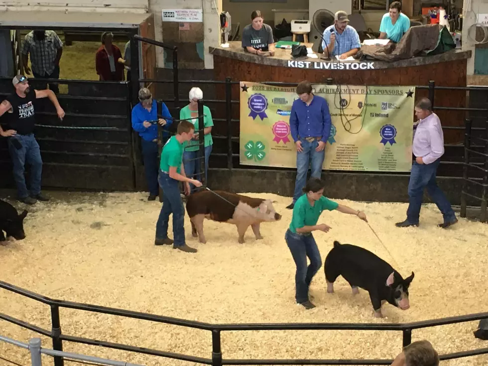 Check Out The Animals From Burleigh County 4-H Days (LIVESTOCK)