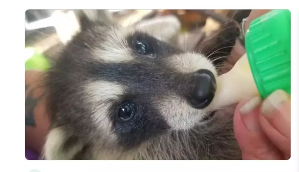 Justice For &#8220;Rocky&#8221; The Raccoon From Maddock, North Dakota