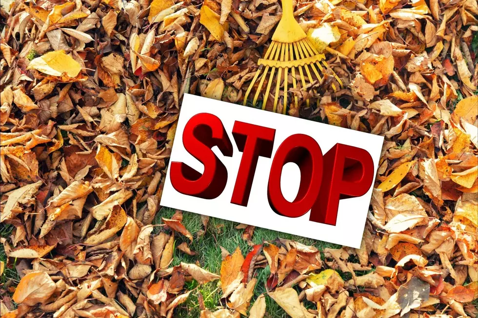 Here’s Why North Dakotans Shouldn’t Bag Their Leaves