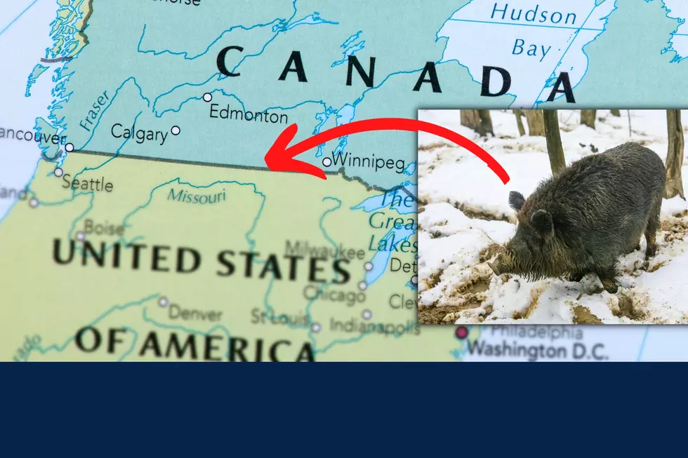 NoDak & Minnesota Brace Now For Canadian 'Super Pigs' Invasion