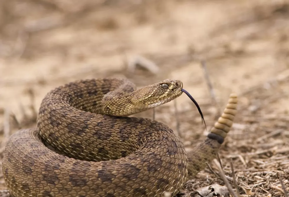 Startling Rattlesnake Encounters East Of River In North Dakota