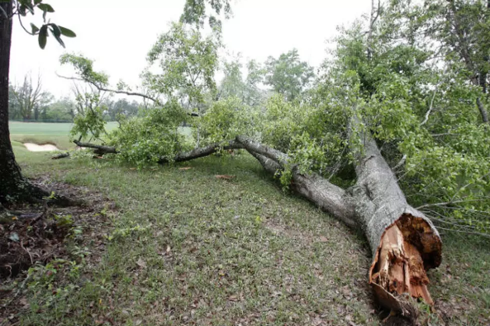 Minnesota Women Killed by a Falling Tree