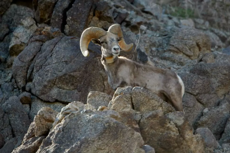 Bighorn Survey Shows Mixed Results