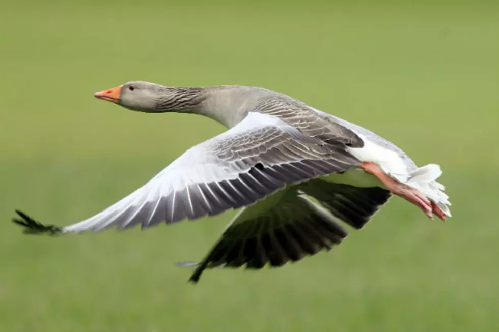 Hunger Drive Gets Boost From&#8230;Goose Meat?