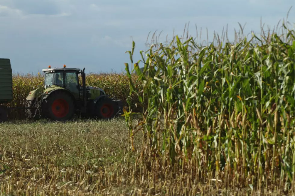 Corn Crops on Different Paths in Dakotas