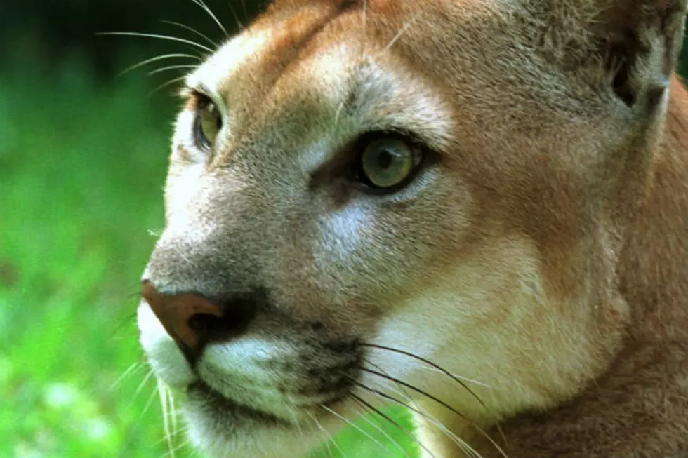 Was Killed Mountain Lion the Same One Seen at Prairie Rose?