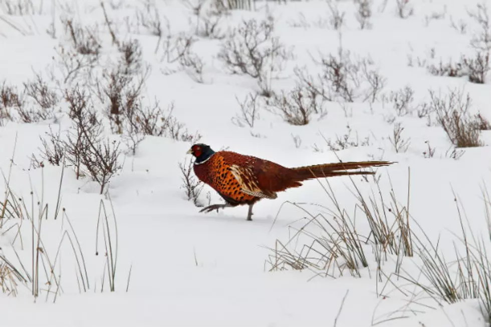 ND Refuges Open for Late-Season Bird Hunting