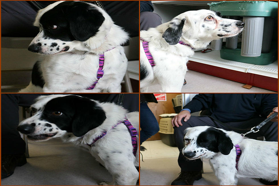 See This Beautiful Springer Mix in Critter Corner