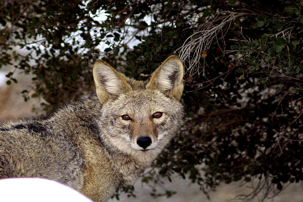 Coyote Sightings in Populated Area