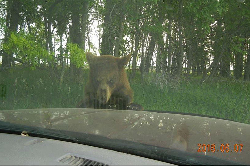 Wandering Bear Surprises North Dakota Town