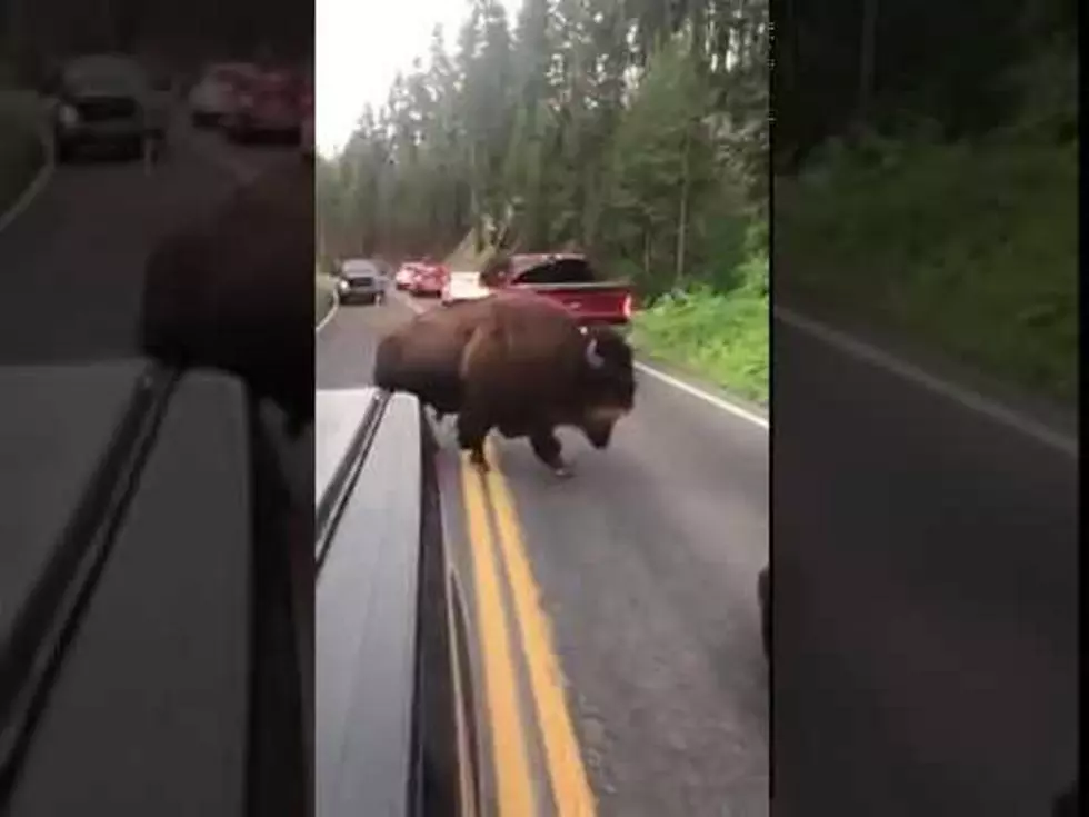 Yellowstone: Bison vs. Idiot