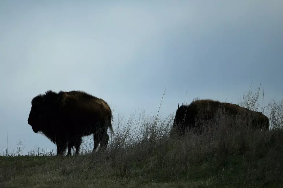 Bison Attack At Theodore Roosevelt Park